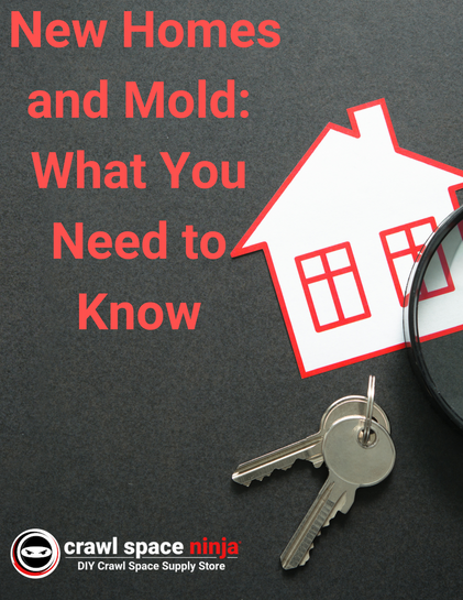 Dealing with Common Pests in Your Crawl Space and Basement: What to Watch For